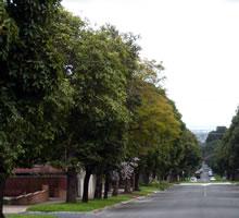 Photo of tree lined street in Sturt electorate